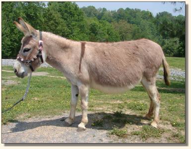 Click photo of miniature donkey to enlarge image