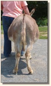 Click photo of miniature donkey to enlarge image