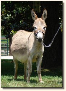 Click photo of miniature donkey to enlarge image