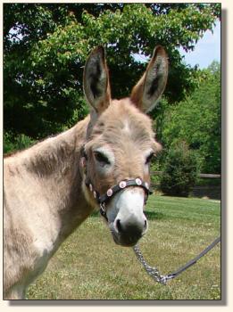 Click photo of miniature donkey to enlarge image