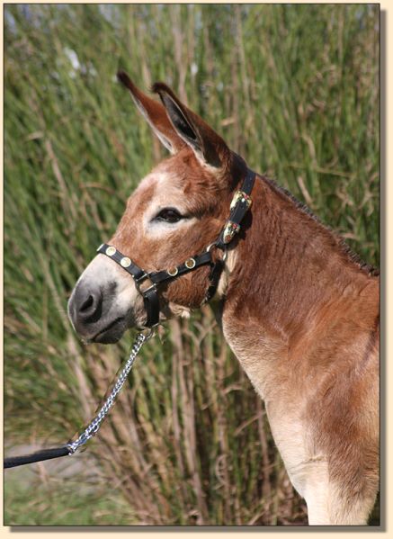 Little Miracles Flash of Crimson, dark red miniature donkey gelding for sale.