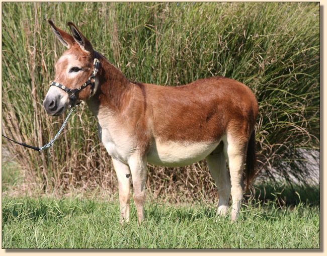 Little Miracles Flash of Crimson, dark red miniature donkey gelding for sale.