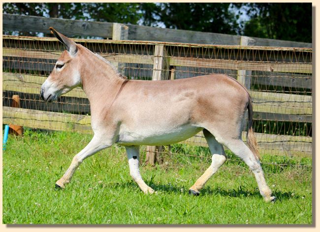 J & M Rosanna, red jennet with star for sale at Half Ass Acres Miniature Donkey Farm.