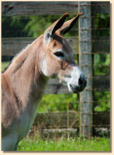 J & M Rosanna, red jennet with star for sale at Half Ass Acres Miniature Donkey Farm.