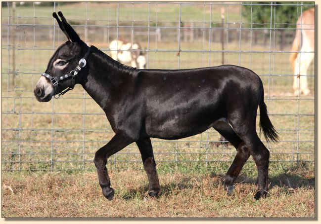 Kit Kat Kandy, black miniature donkey jennet for sale at Half Ass Acres