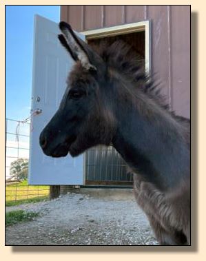 TLA Lady Jo Jo, dark brown with no light points miniature jennet for sale.