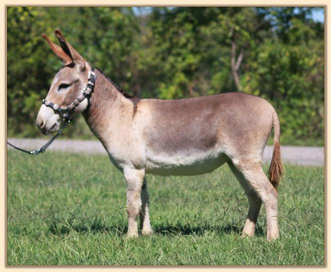 BAF Miss Moneypenny, red miniature donkey jennet for sale at Half Ass Acres