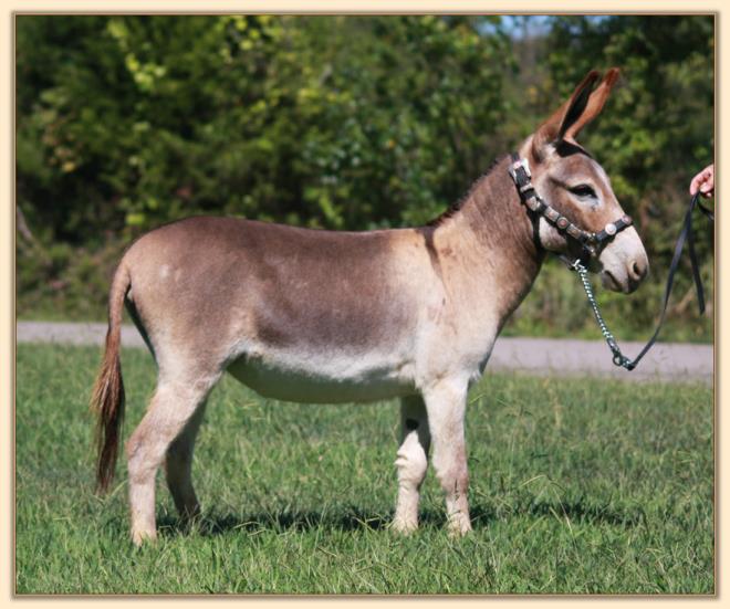 BAF Miss Moneypenny, red miniature donkey jennet for sale at Half Ass Acres