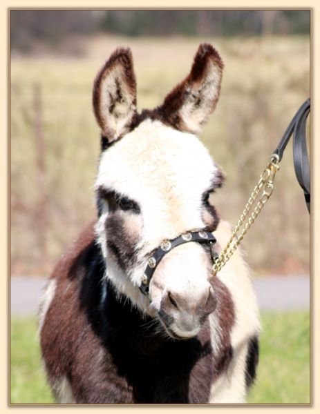 Parkway Farms Scout, dark brown and white spotted miniature donkey jack for sale