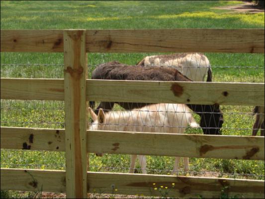 Our new arena at Half Ass Acres Miniature Donkey Farm