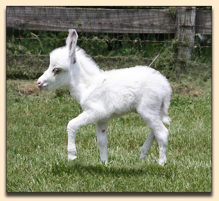 HHAA Flower Power, spotted miniature donkey jennet born at Half Ass Acres