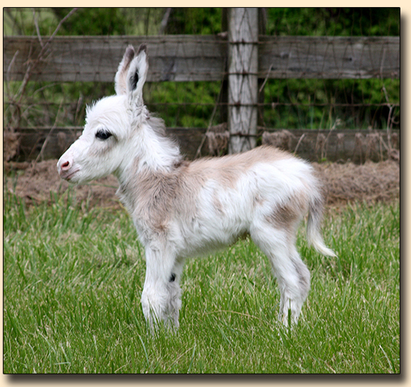 HHAA Ghosted, frosted spotted white miniature donkey jack for sale.