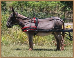 Caddie's Driving Harness