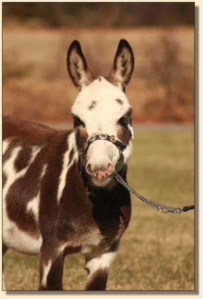 LN Paint the Town, dark spotted gelding at Half Ass Acres Miniature Donkeys