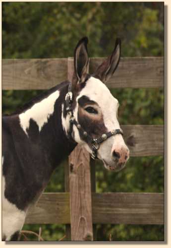 Miniature donkey gelding, BAF Half Ass Acres Pow Wow