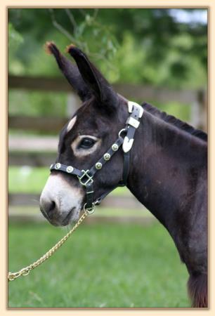 HHAA Presto, black miniature donkey gelding with large star