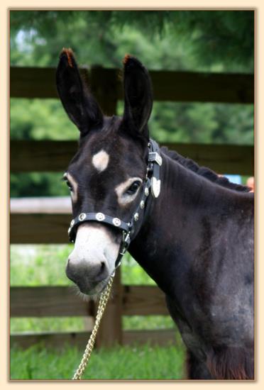 HHAA Presto, black miniature donkey gelding with large star