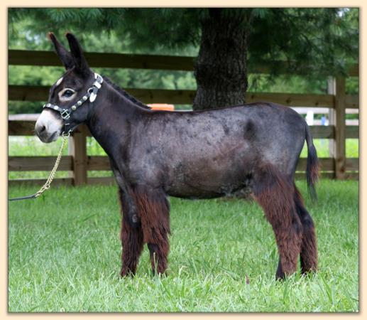 HHAA Presto, black miniature donkey gelding with large star