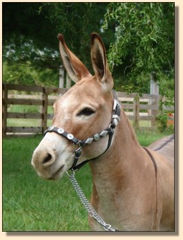 LN Sterling, red miniature gelding, performance trained. ~ Sept 3rd, 2008