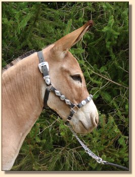 LN Sterling, red miniature gelding, performance trained. ~ Sept 3rd, 2008