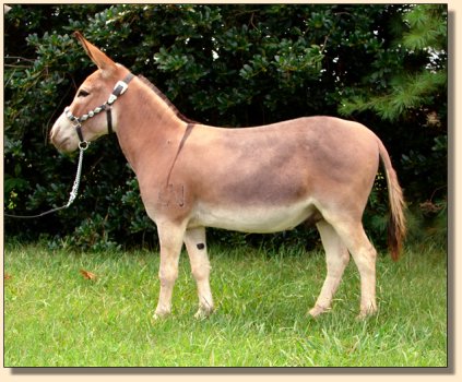 LN Sterling, red miniature gelding, performance trained. ~ Sept 3rd, 2008