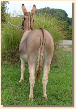 LN Sterling, red miniature gelding, performance trained. ~ Sept 3rd, 2008