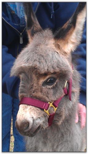 Mel, modeling the weanling small halter in wine