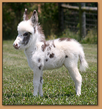 HHAA Mini Mia, tyger spotted jennet born at Half Ass Acres Miniature Donkeys.