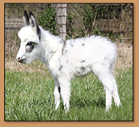 HHAA Bug Bite, Tyger Spotted Miniature Donkey Jennet born at Half Ass Acres.