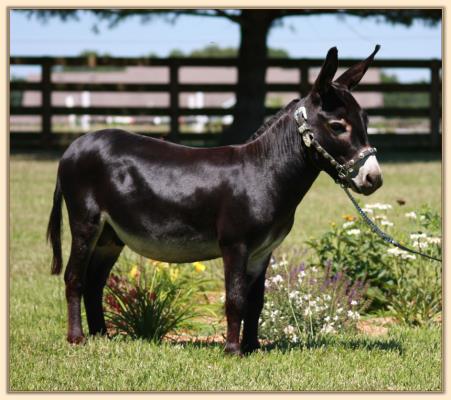 Click photo of miniature donkey to enalarge image