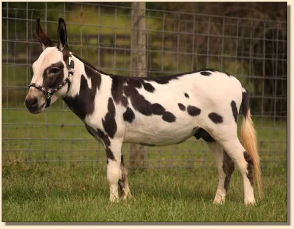 Miniature donkey herdsire, Misty Meadows Briar Patch,  herd sire at Half Ass Acres