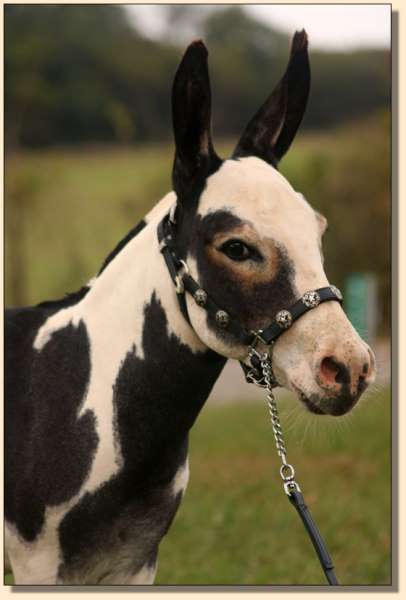 TTW Cowboy's Kalamazoo, Black and White Spotted Herd Sire at Half Ass Acres Miniature Donkeys