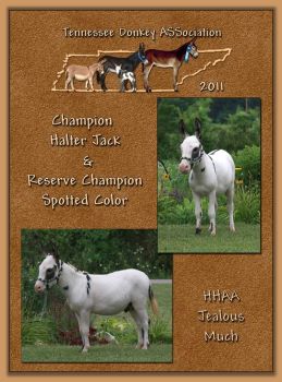 2011 Tennessee Donkey ASSociation High Point Halter Jack 