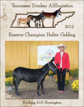 Reserve High Point Halter Gelding