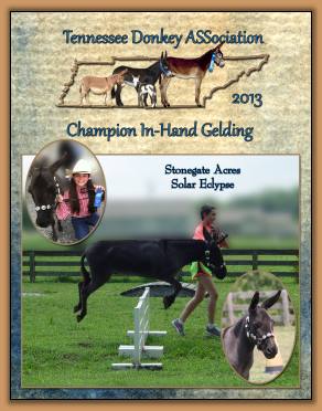 Solar - 2013 High Point Champion In-Hand Gelding