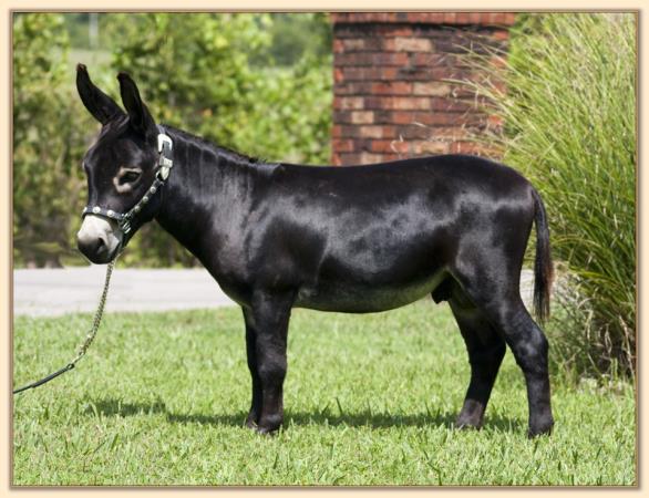 HHAA Black 'n' Blue, a.k.a. Bruise, herd sire at Half Ass Acres Miniature Donkeys