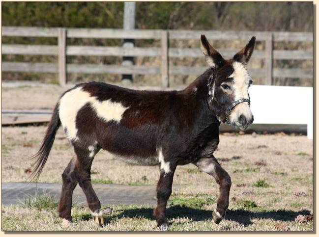 Donkette Korral Kryptonite, black and white spotted herd sire at Half Ass Acres.