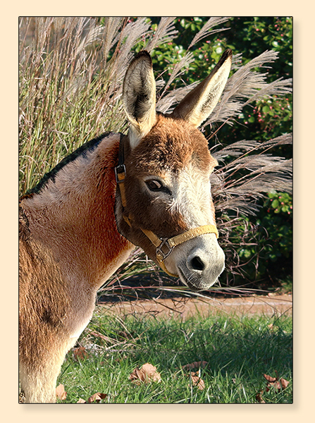 Ass-Pirin Acres Janell (Prada), dark red miniature donkey brood jennet at Half Ass Acres.