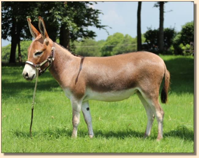 HHAA Dawn's Early Light in her show coat in 2014.