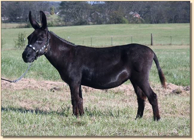 Sunset Acres Junebug, brood jennet at Half Ass Acres Miniature Donkey Farm.