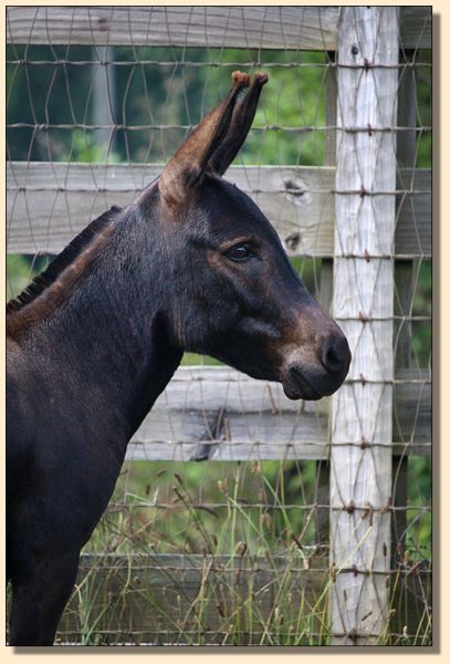 Sunset Acres Queen Bee, Dark Jennet w/no light points for sale.