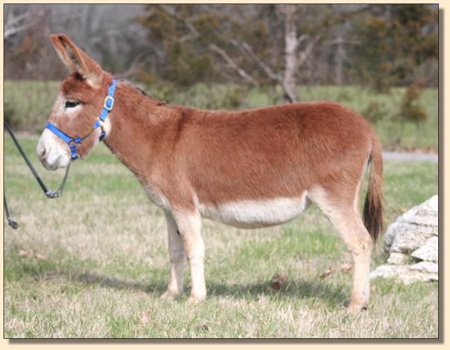 Little Friends Serengeti (Thelma), dark red miniature donkey jennet for sale