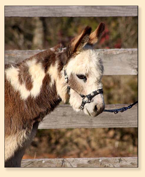 Sunny G's Mini Pearl, micro miniature jennet donkey for sale at Half Ass Acres.