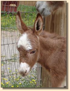 Click photo to enlarge image of miniature donkey