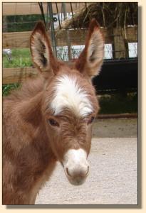 Click photo to enlarge image of miniature donkey