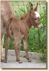 Click photo to enlarge image of miniature donkey