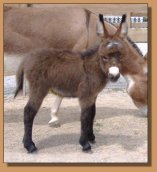 miniature donkey for sale