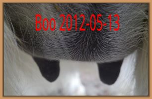 Boo 2012-05-13