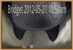 Bridget 2012-05-21 @ 11am