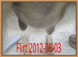 Flirt 2012-05-03